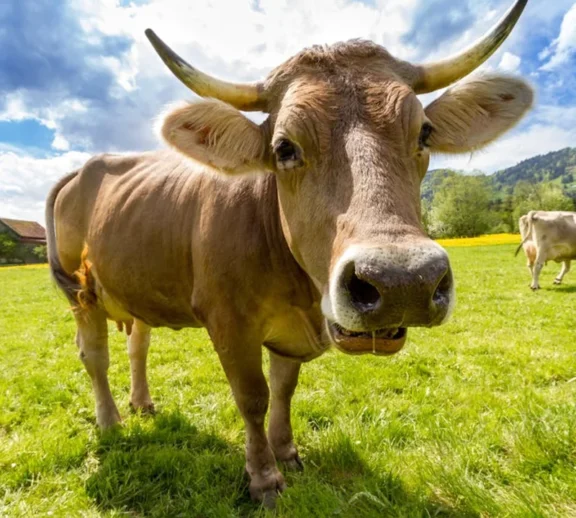 Wendell Berry said it best when he said that “eating is an agricultural act.” Our mission is to change the food system by providing a healthy, fresh alternative to industrial food.