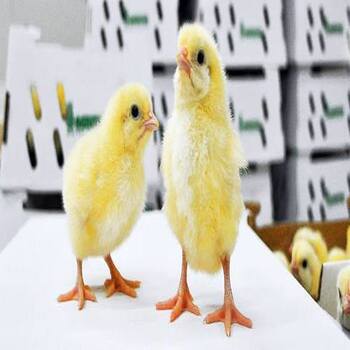 Agrited Pullets (Hy-Line Brown)