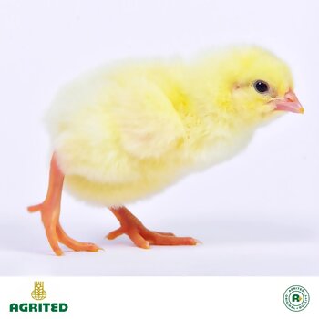 Agrited Broilers (Ross 308) 