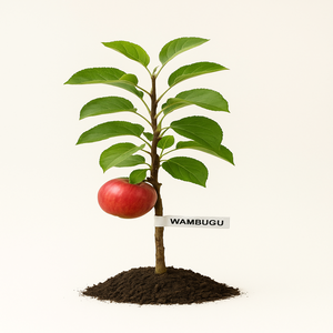 Wambugu Apple Seedlings (Premium Hybrid Variety)