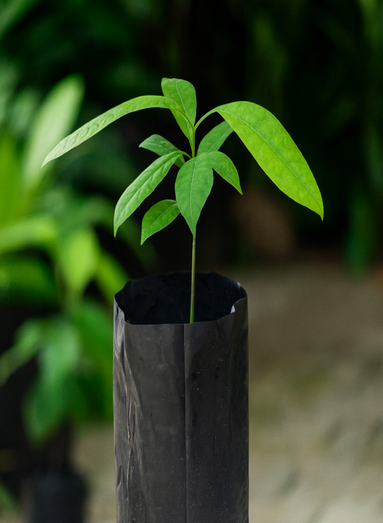 Hybrid Bitter Kola Seedlings