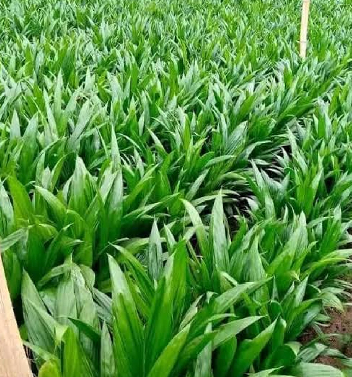 Oil Palm Seedlings (Tenera Hybrid)