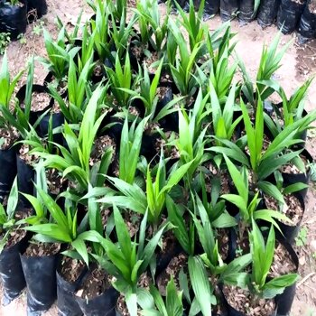 Oil Palm Seedlings (Supergene Variety)