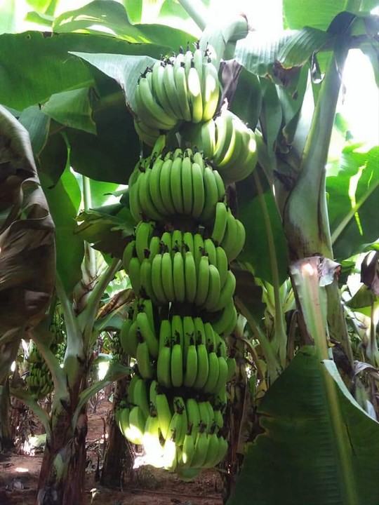 Cavendish Giant Hybrid